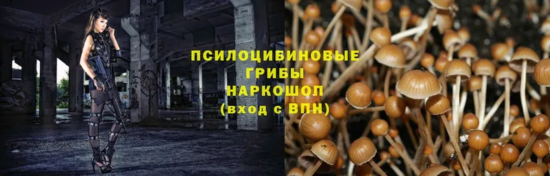 закладка  Дзержинский  Псилоцибиновые грибы MAGIC MUSHROOMS 